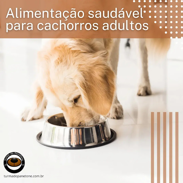 Alimentação saudável para cachorros adultos