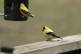 male goldfinches in Summer colors