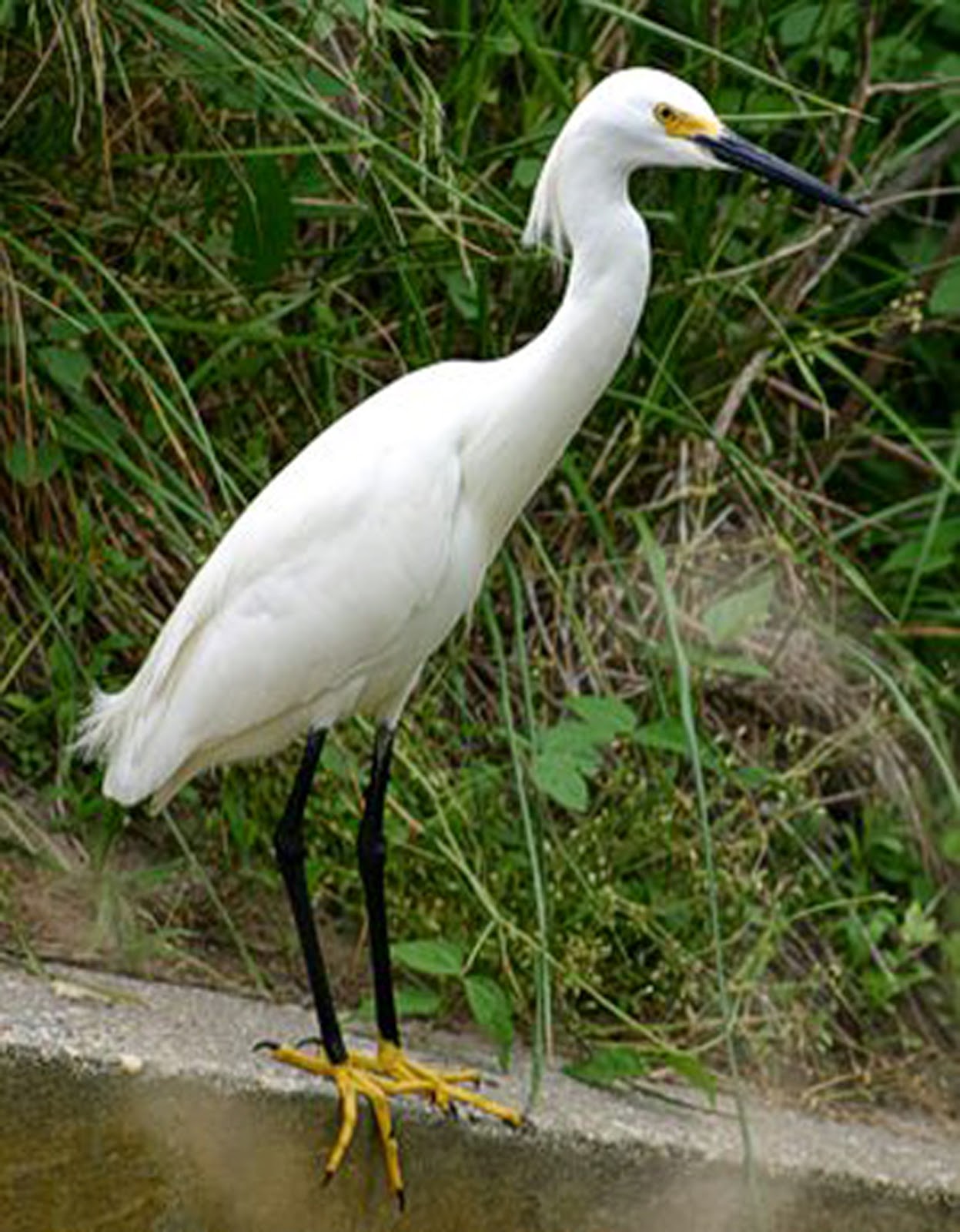 Foto Burung Bangau  Burung 