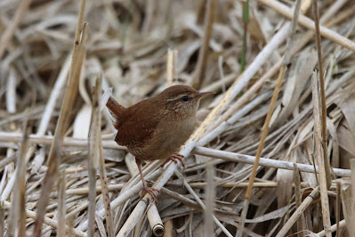 Tomke - Winterkoning - Troglodytes troglodytes