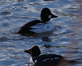 Common Goldeneye Duck- Westchester Lagoon