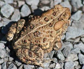 toad warts