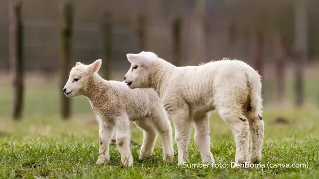 Cara Memilih Bibit Kambing yang Unggul dan Sehat untuk Usaha Peternakan