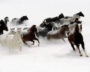 Cavalos LINDOS correndo no gelo! Por: Isadora