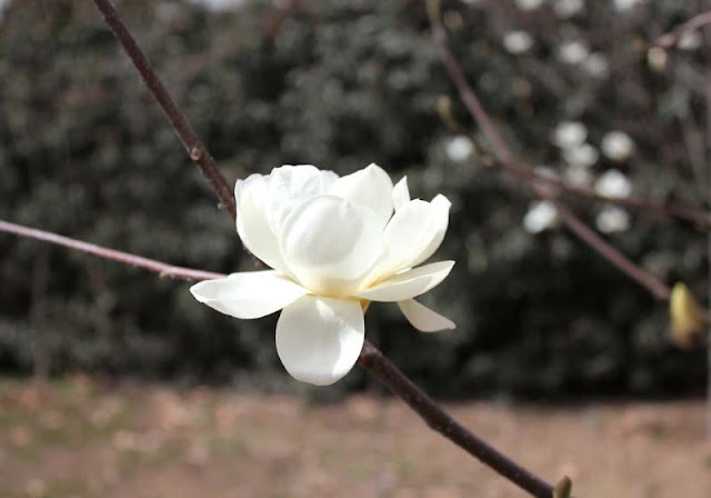 Magnolia Flower Pictures