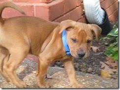 dog 17 mo 007
