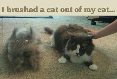 I Brushed A Cat Out Of My Cat