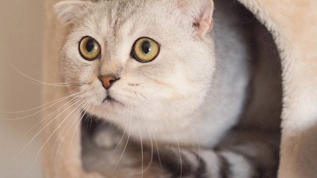 Cute Images of Scottish fold cat