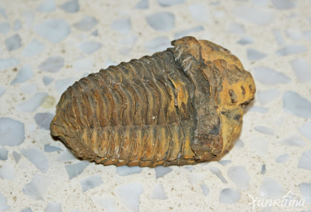 Trilobit