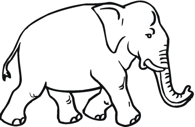  Gambar  Download Gambar  Sketsa Hitam  Putih  Mewarnai Gajah  