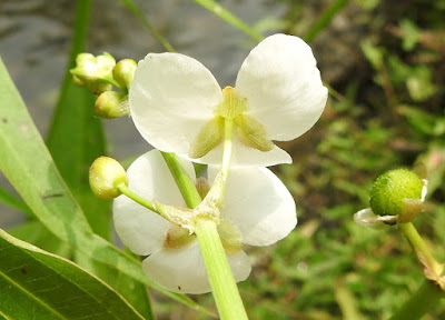 野慈姑花萼（雄花）