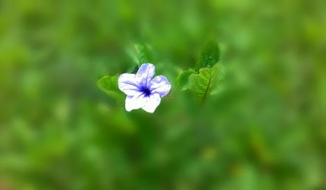 foto bunga efek blur