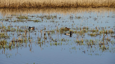 Ring-Necked Duck