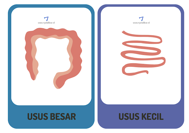 Usus Besar dan Usus Kecil