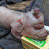 A New Born Strange Pig's Head Look Like Elephant's