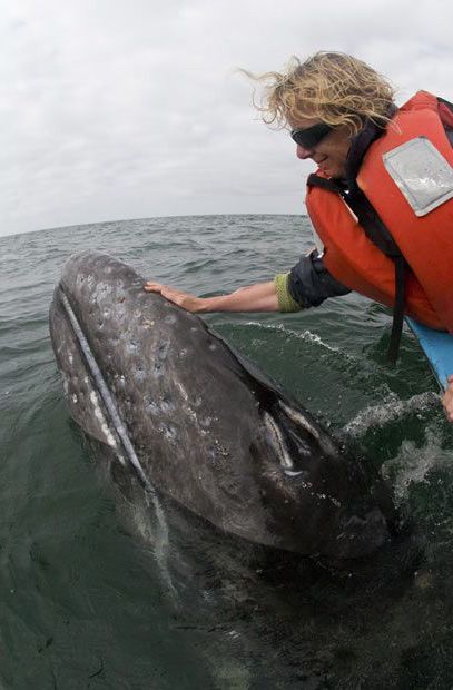 grey whales mexico 11 هل تريد مداعبة أكبر الكائنات على وجه الأرض !! يمكنك مدابعة الحيتان الان بكل سهوله وعدم التعرض للخطر