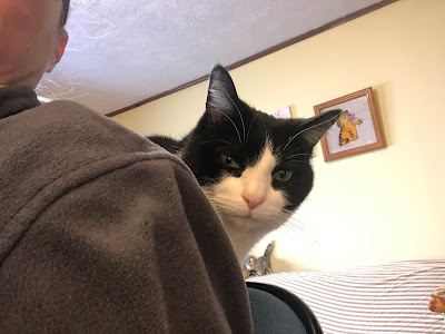 black and white cat on the back of an office chair