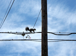 Squirrel on high wire