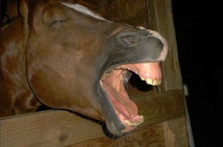 Funny Horse Face