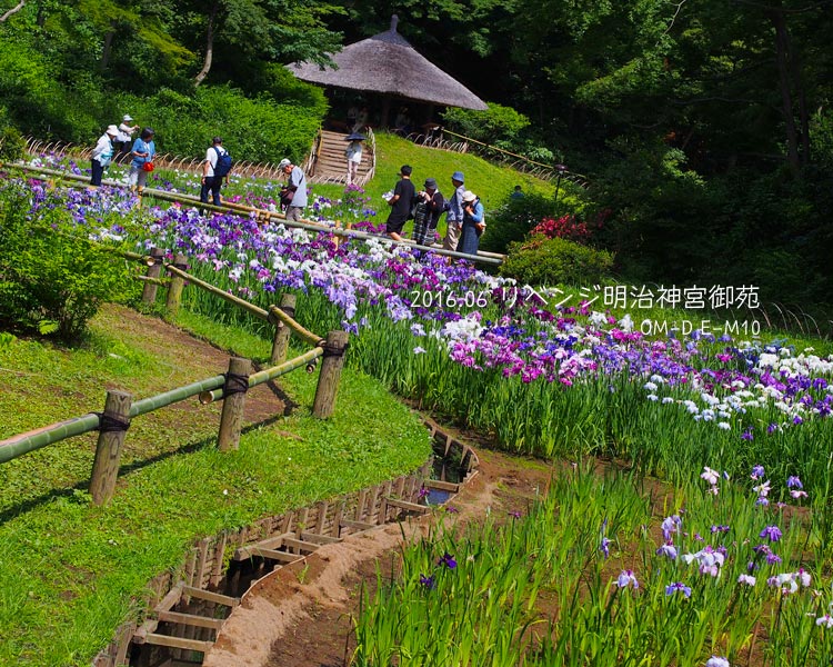 明治神宮御苑の花菖蒲