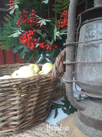 omena pihlaja ruosteinen lyhty