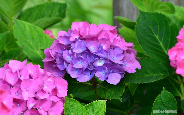 hydrangea1