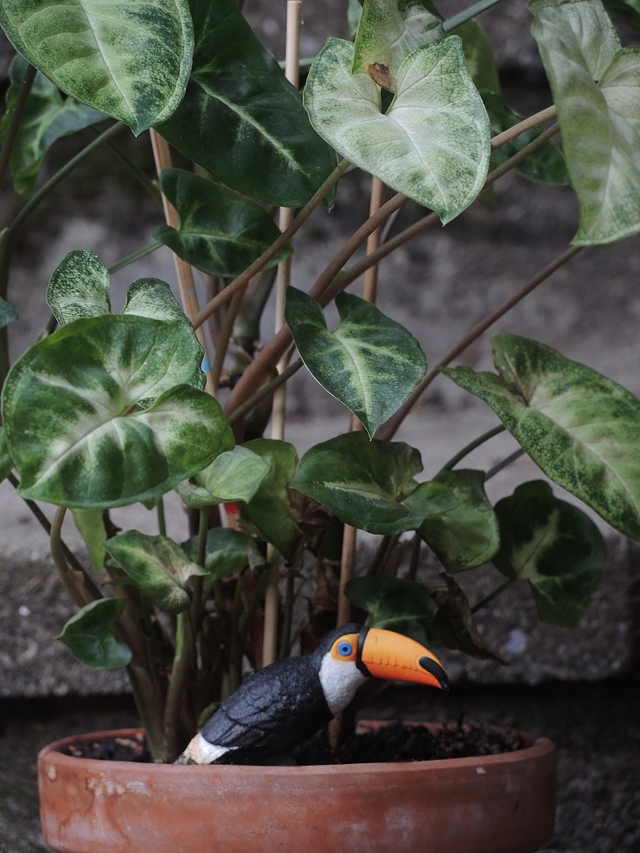 In mijn huiskamerjungle: mijn Syngonium Podophyllum White Butterfly