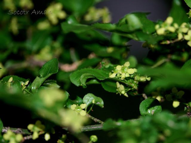 Euonymus alatus