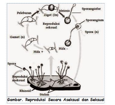 Klasifikasi Jamur Zygomycota Ascomycota Basidiomycota 