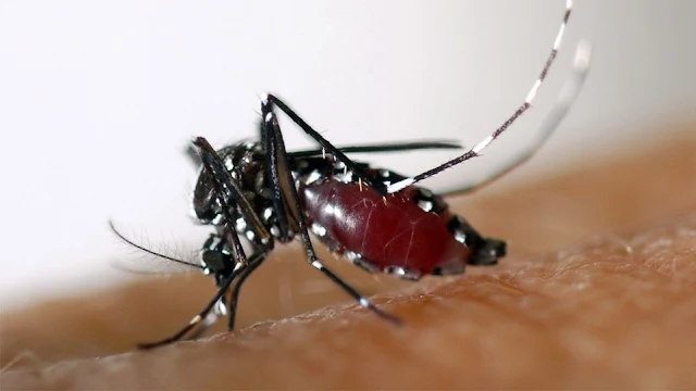 4 ακόμη θάνατοι με 37 νέα κρούσματα από τον ιό του Δυτικού Νείλου  - 75 περιοχές βρίσκονται στο «κόκκινο»