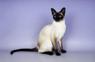 Gambar Kucing Ras Siamese