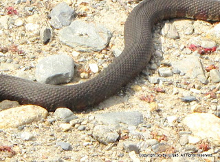 Northern Water Snake