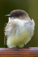 Eastern Phoebe – Texas, Nov. 26, 2010 – Dan Pacamo