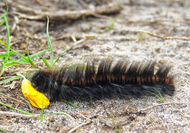 Oruga de Macrothylacia rubi