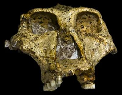 Australopithecus Robustus