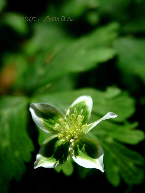 Anemone flaccida