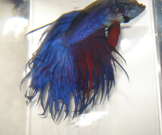 crowntail betta