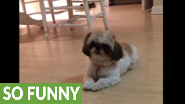 Puppy loves dancing for her treats -WATCH FUNNY VIDEO