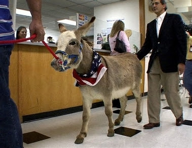 Donkey Buddy Testifies Led to the Court