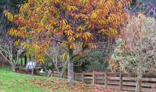 fall07