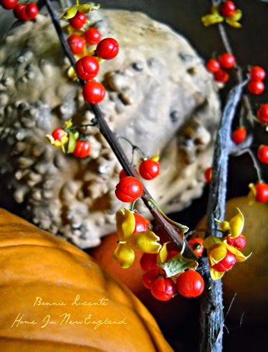 pumpkin gourd bittersweet