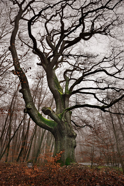 Chêne Président, Croix de Souvray, forêt de Fontainebleau