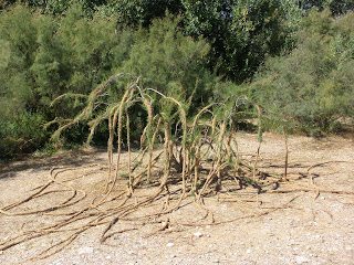 Land Art 2010 playa de Los Ángeles Zaragoza Ebro