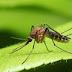 Tanaman Hias Penghusir Nyamuk