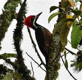 Picamaderos poderoso Campephilus pollens