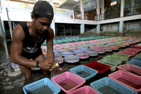 Indonesia Sea Turtle Trading