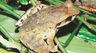 Four new horned frogs discovered in Northeast Himalayas