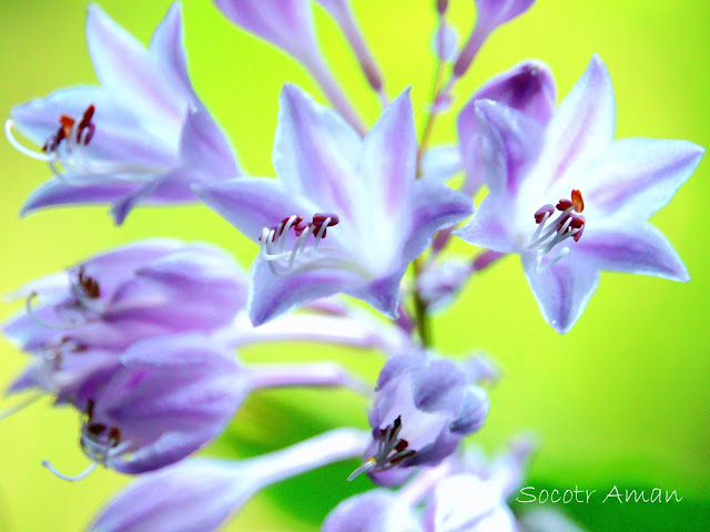 Hosta longipes