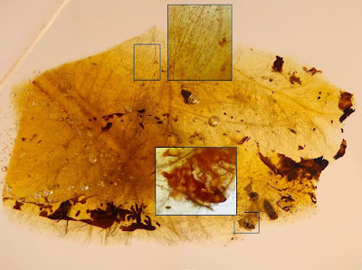 Amber Fossils Reveal Dinosaurs and Beetles Had Symbiotic Relationship