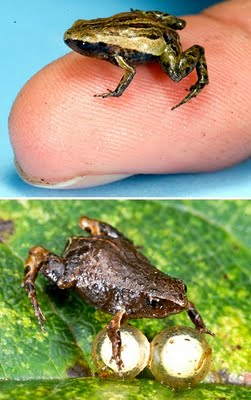 katak terkecil 10 Jenis Katak Teraneh Di Dunia